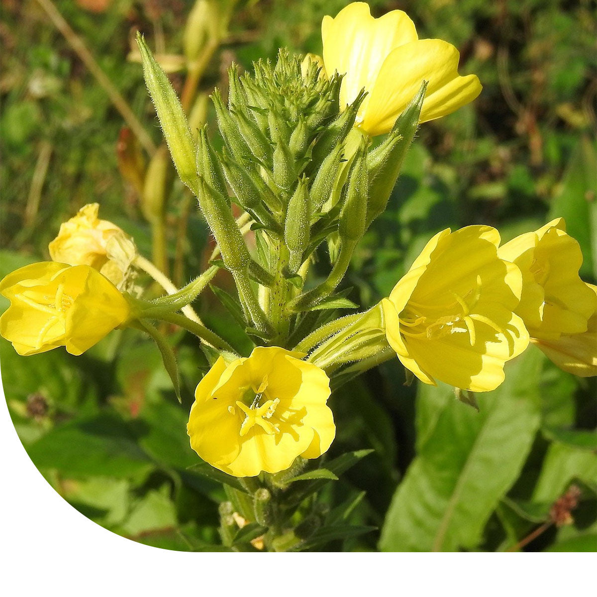MRS Seeds & Mixtures Grote Teunisbloem - Oenothera lamarckiana