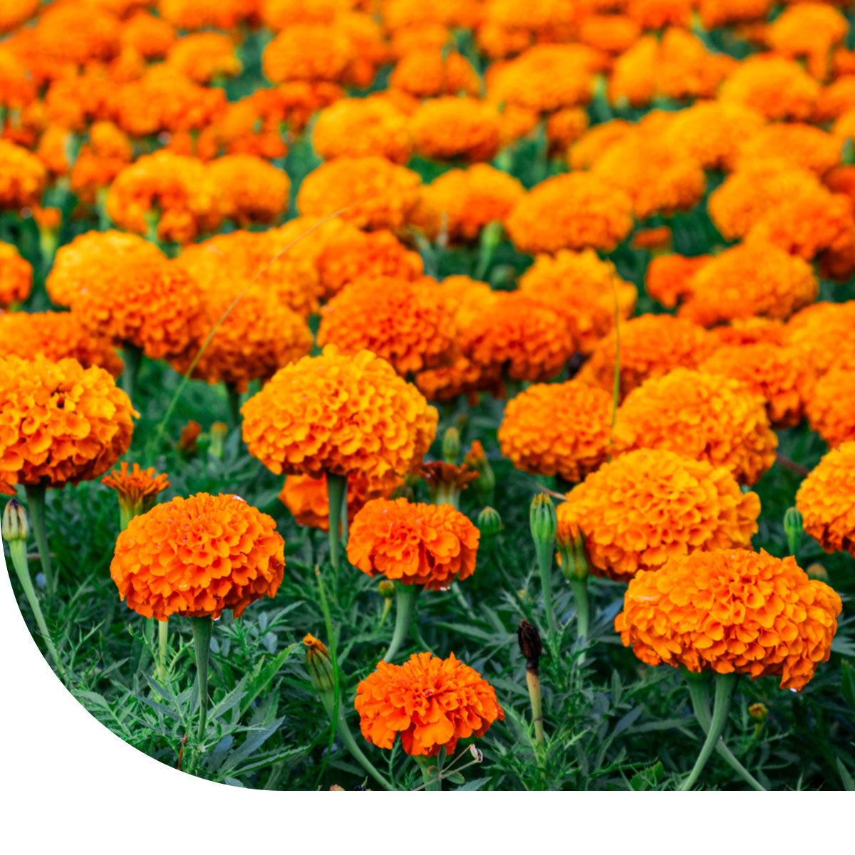 MRS Seeds & Mixtures Hoge Afrikaantjes 'Sunset Giants'
