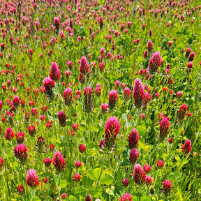 MRS Seeds & Mixtures Inkarnaat Klaver - Trifolium incarnatum