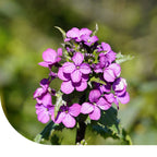 MRS Seeds & Mixtures Judaspenning Violet - Lunaria annua