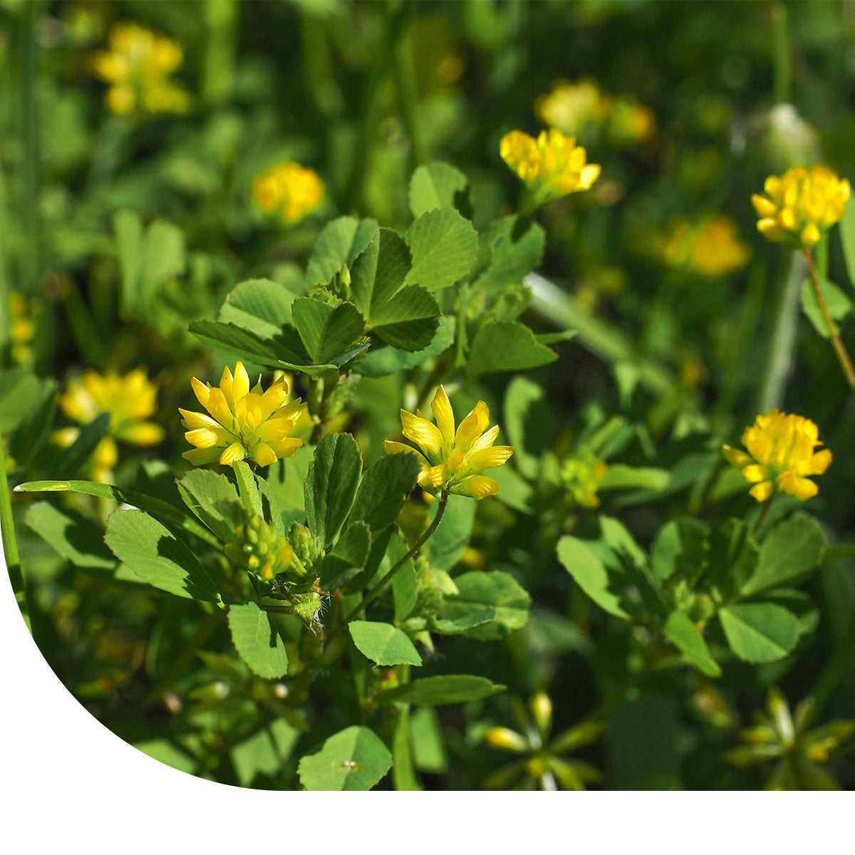 MRS Seeds & Mixtures Kleine klaver - Trifolium dubium [nl]