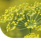 MRS Seeds & Mixtures Knolvenkel  'Fino' - Foeniculum vulgare