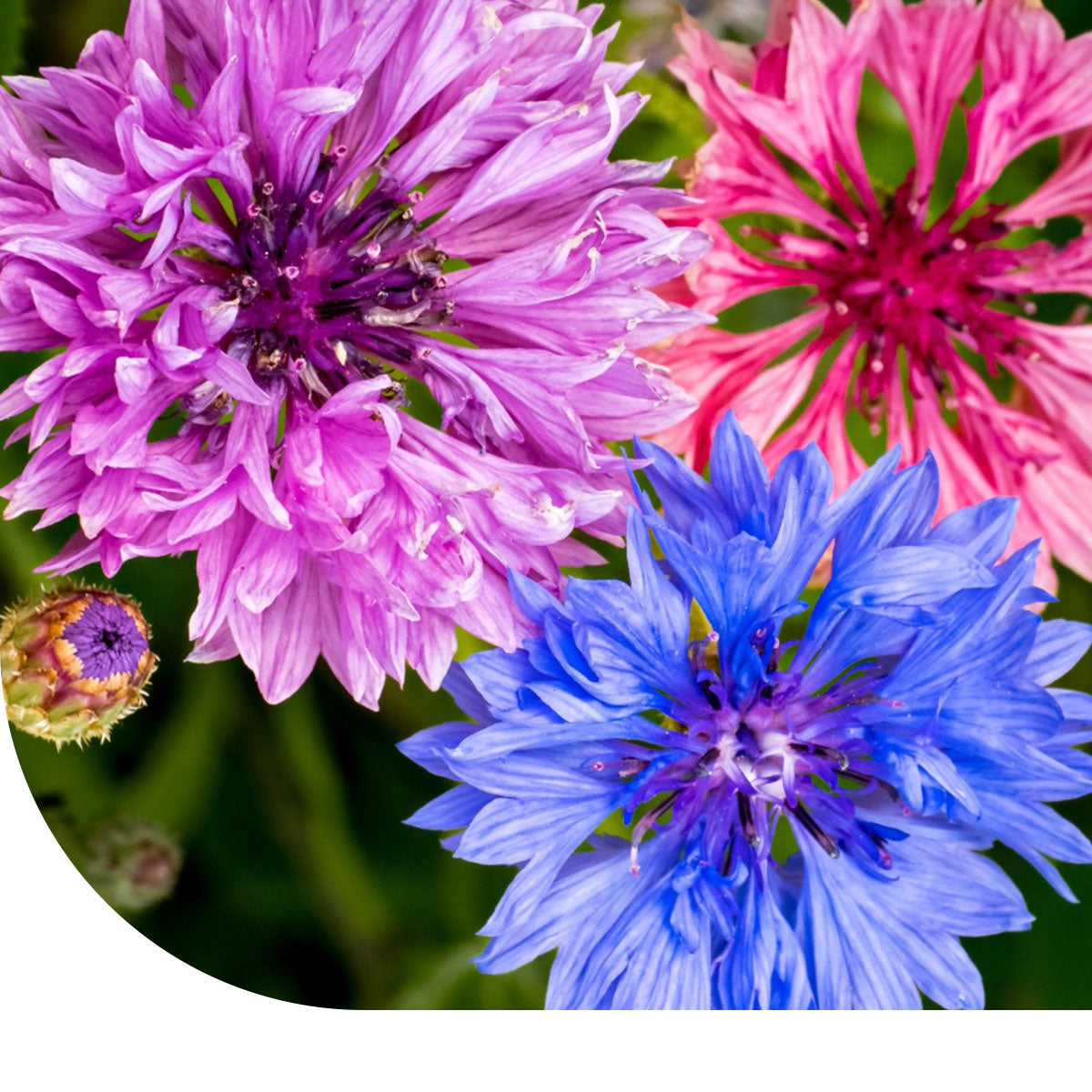 MRS Seeds & Mixtures Korenbloem 'Ball Mix'