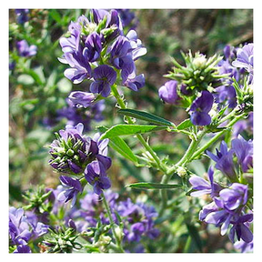 MRS Seeds & Mixtures Luzerne - Medicago sativa