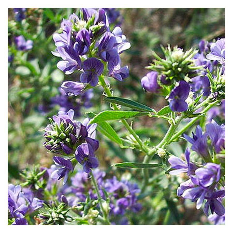 MRS Seeds & Mixtures Luzerne - Medicago sativa