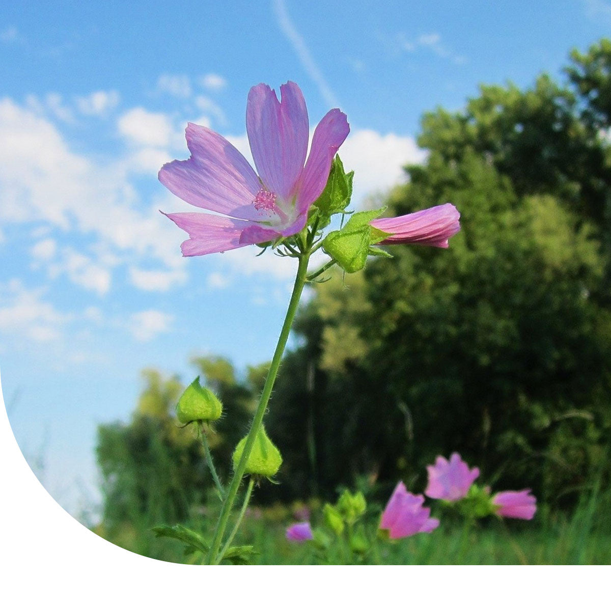 MRS Seeds & Mixtures Muskuskaasjeskruid - Malva moschata
