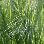 MRS Seeds & Mixtures NGW2 Middenschraal grasmengsel