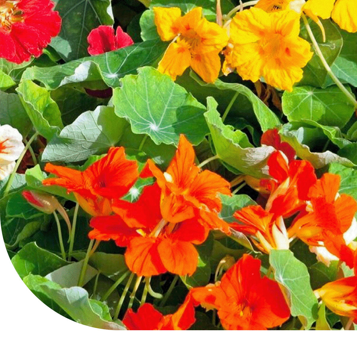 MRS Seeds & Mixtures Oost-Indische Kers 'Jewel'