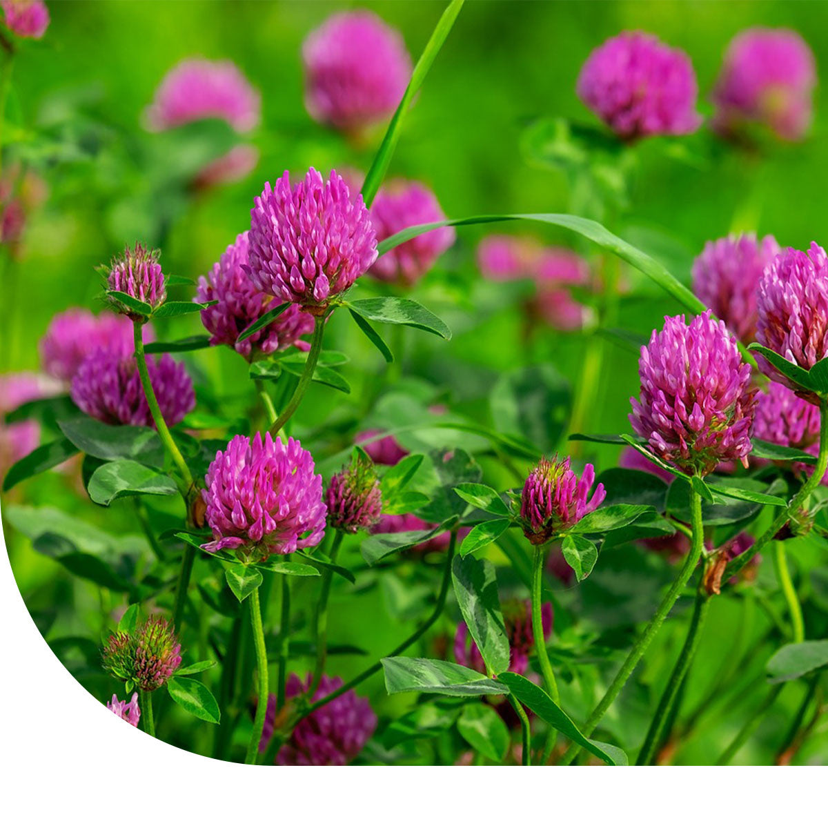 MRS Seeds & Mixtures Perzische Klaver [nl]