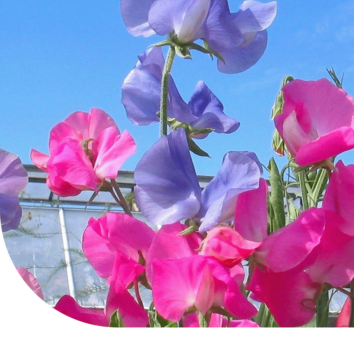 MRS Seeds & Mixtures Reukerwt 'Bijou' gemengd