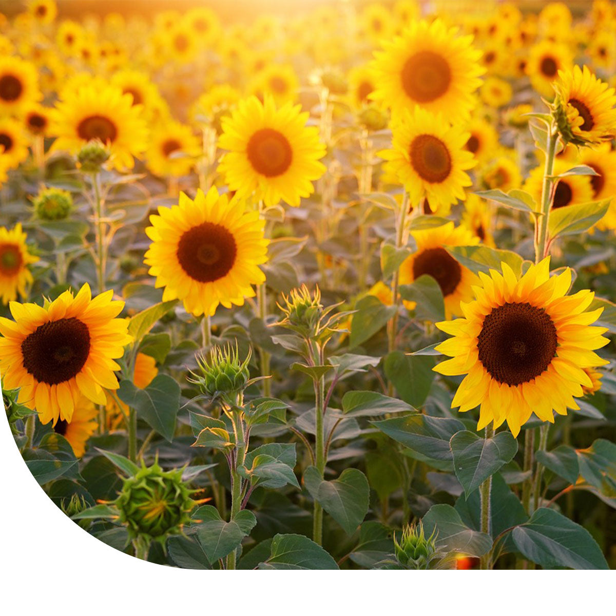 MRS Seeds & Mixtures Reuzenzonnebloem 'Taiyo' - Helianthus annuus