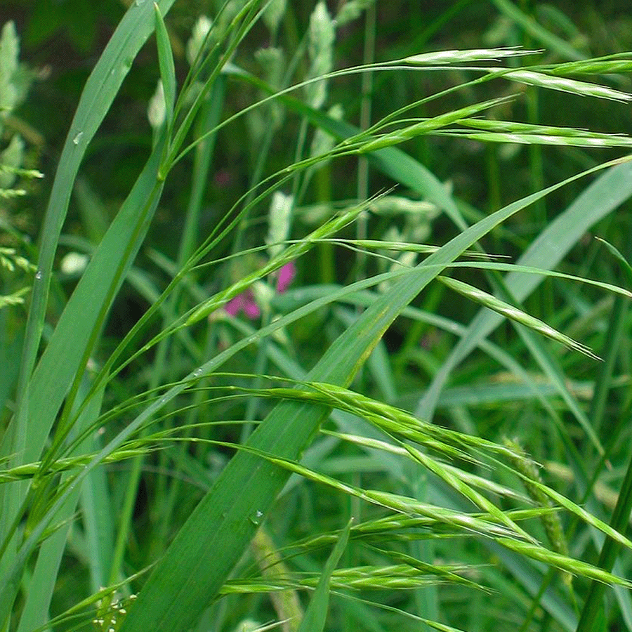 MRS Seeds & Mixtures Rietzwenkgras - Festuca arundinacea