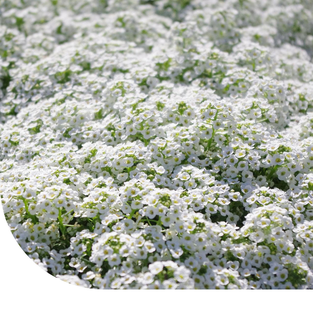 MRS Seeds & Mixtures Schildzaad 'Sneeuwtapijt' - Alyssum Lobularia