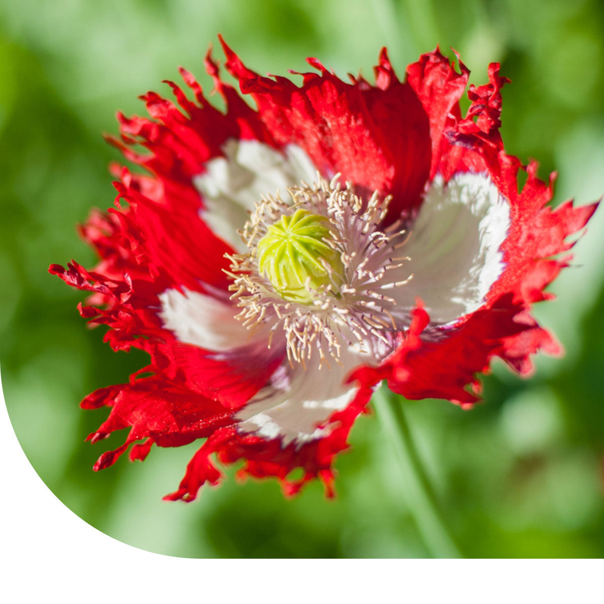 MRS Seeds & Mixtures Schlafmohn 'Danish Flag' - Papaver somniferum [de]