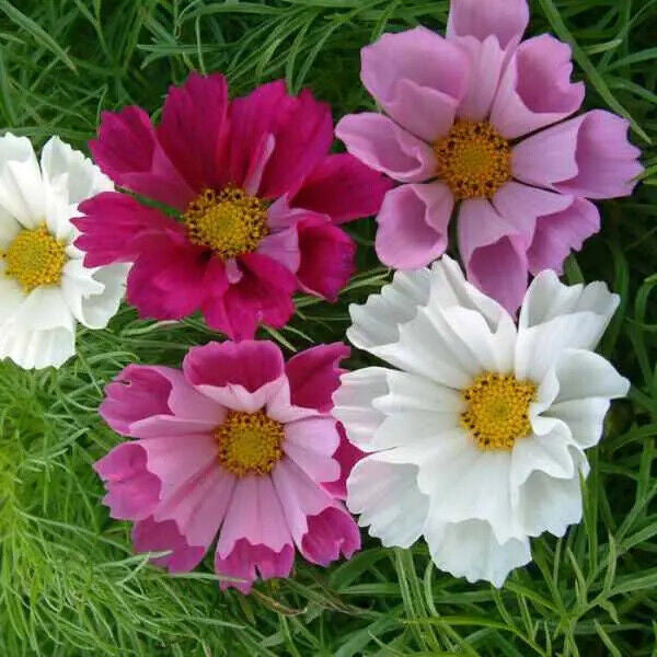 MRS Seeds & Mixtures Schmuckkörbchen  - Cosmos 'Sea Shells' mix [de]