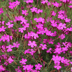MRS Seeds & Mixtures Steenanjer – Dianthus deltoides