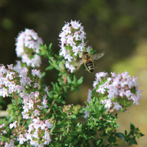 MRS Seeds & Mixtures Steentijm - Calamintha nepeta