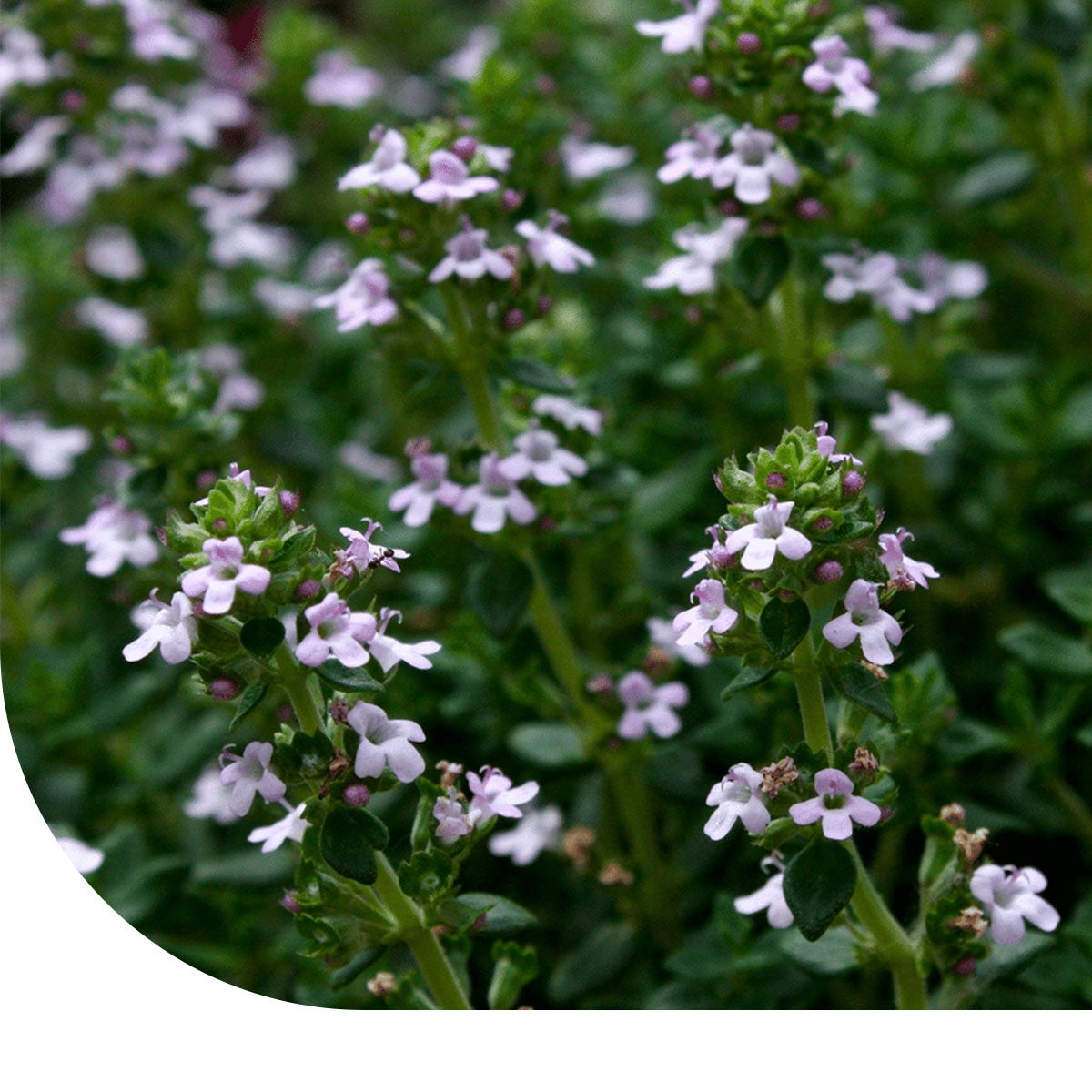 MRS Seeds & Mixtures Steentijm - Calamintha nepeta