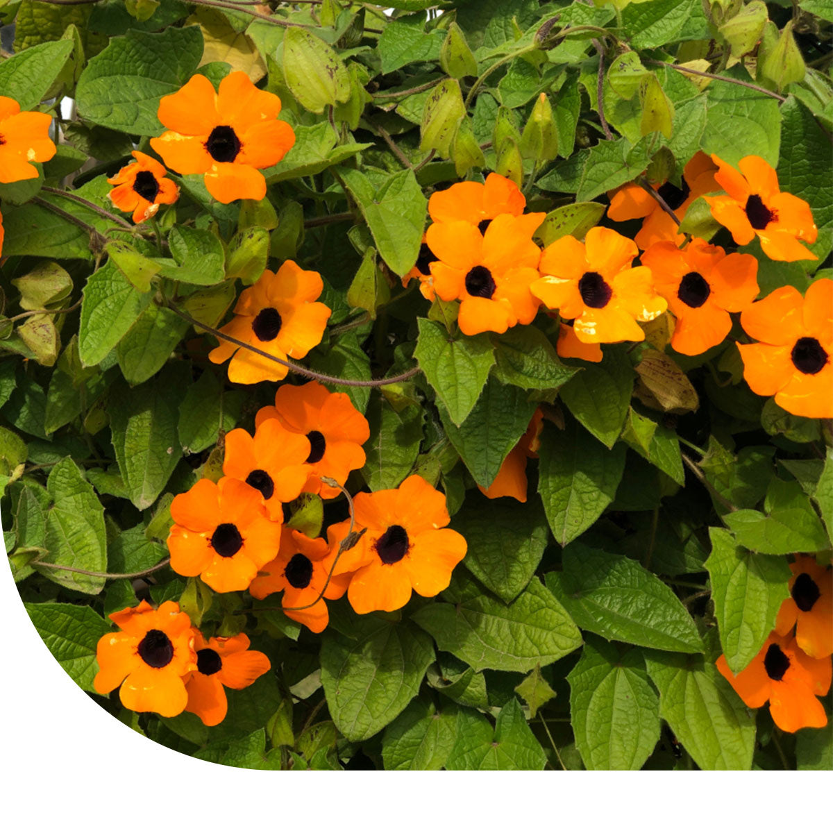 MRS Seeds & Mixtures Suzanne-met-de-mooie-ogen - Thunbergia alata