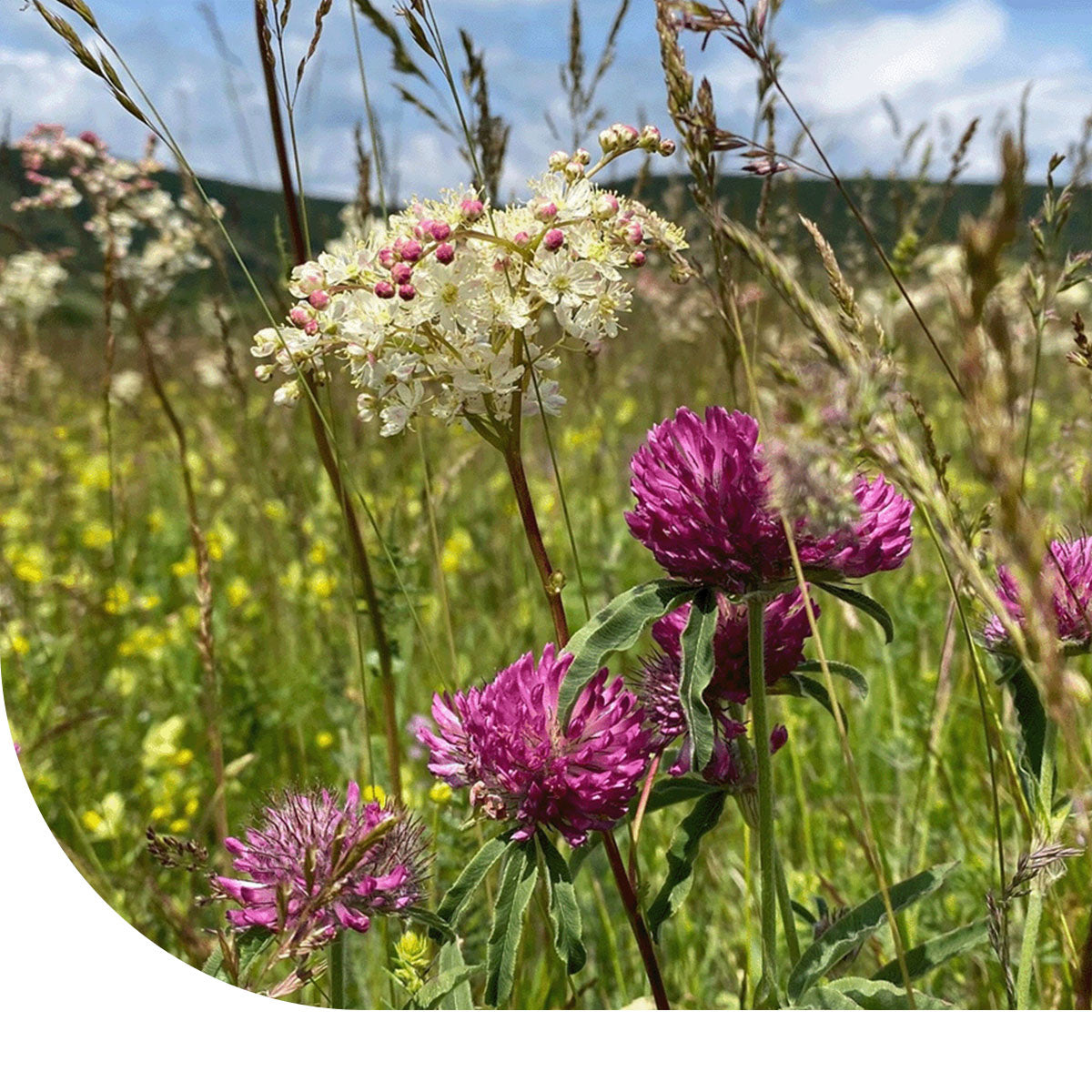 MRS Seeds & Mixtures Typ BW1 - Einheimische Wiesenmischung [de]