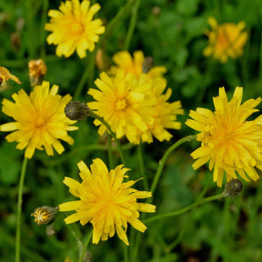 MRS Seeds & Mixtures Vertakte Leeuwentand – Scorzoneroides autumnalis