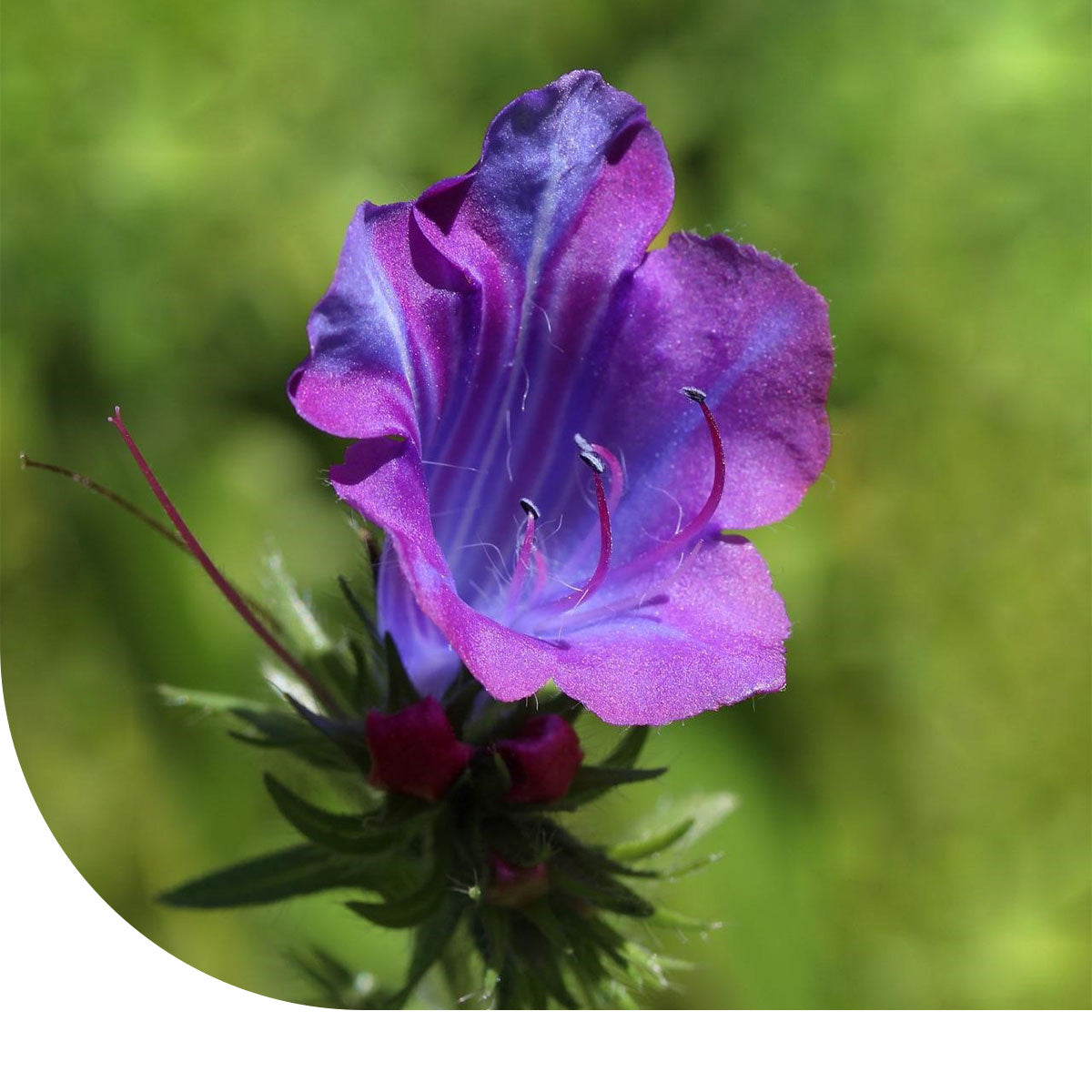 MRS Seeds & Mixtures Weegbreeslangenkruid - Echium plantagineum