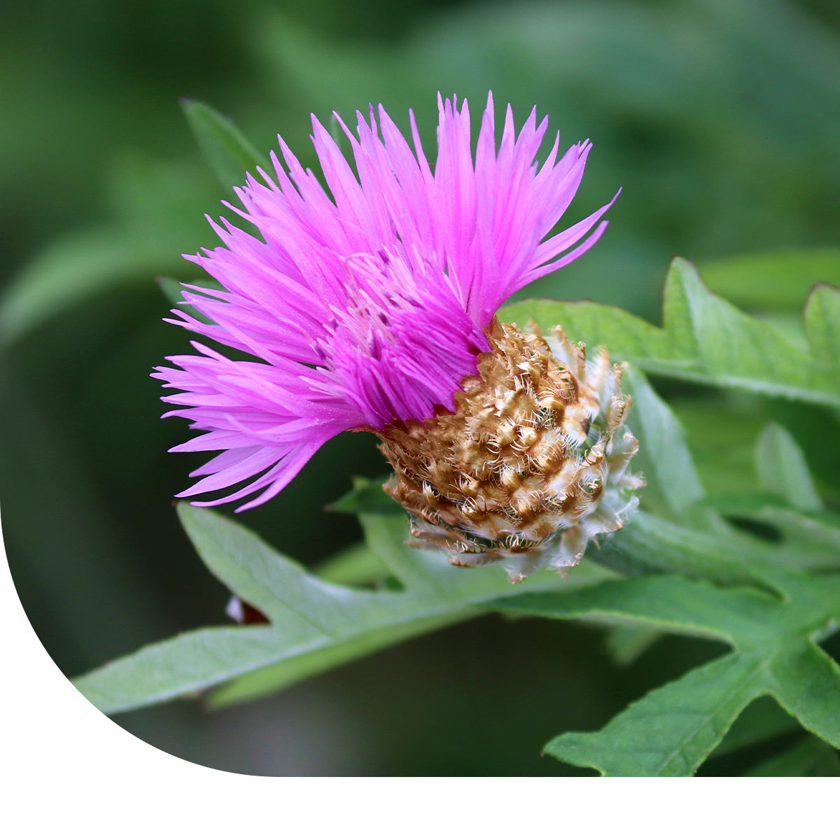 MRS Seeds & Mixtures Wiesen-Flockenblume - Centaurea jacea [de]