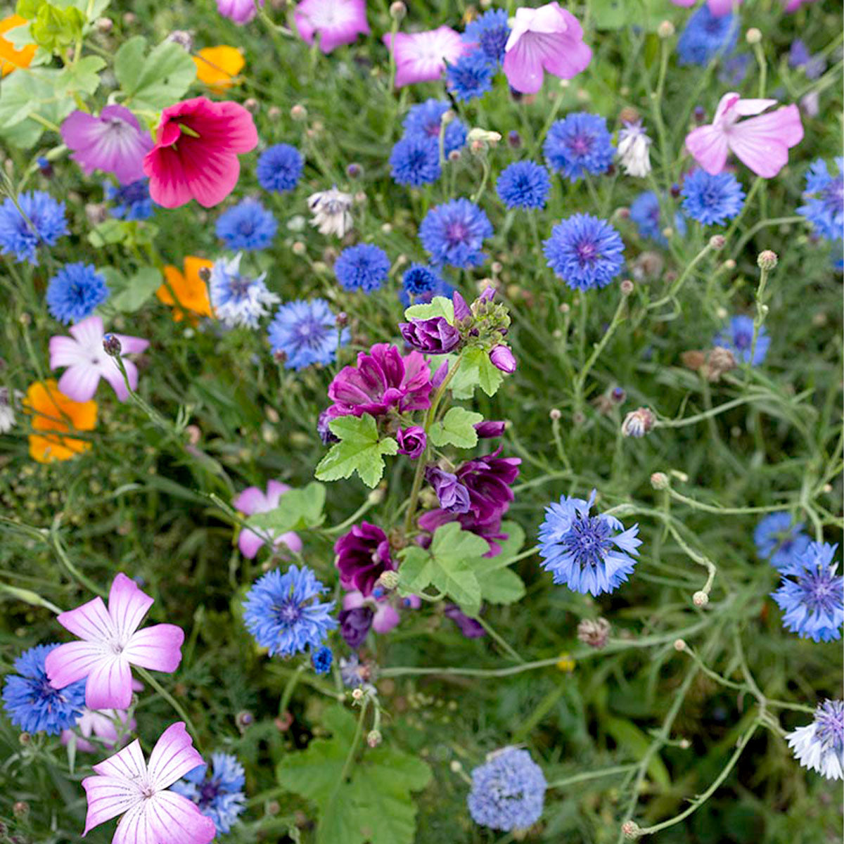 MRS Seeds & Mixtures Wildbloemenmengsel één- en meerjarig - 45 soorten