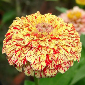 MRS Seeds & Mixtures Zinnia elegans - Peppermint Stick