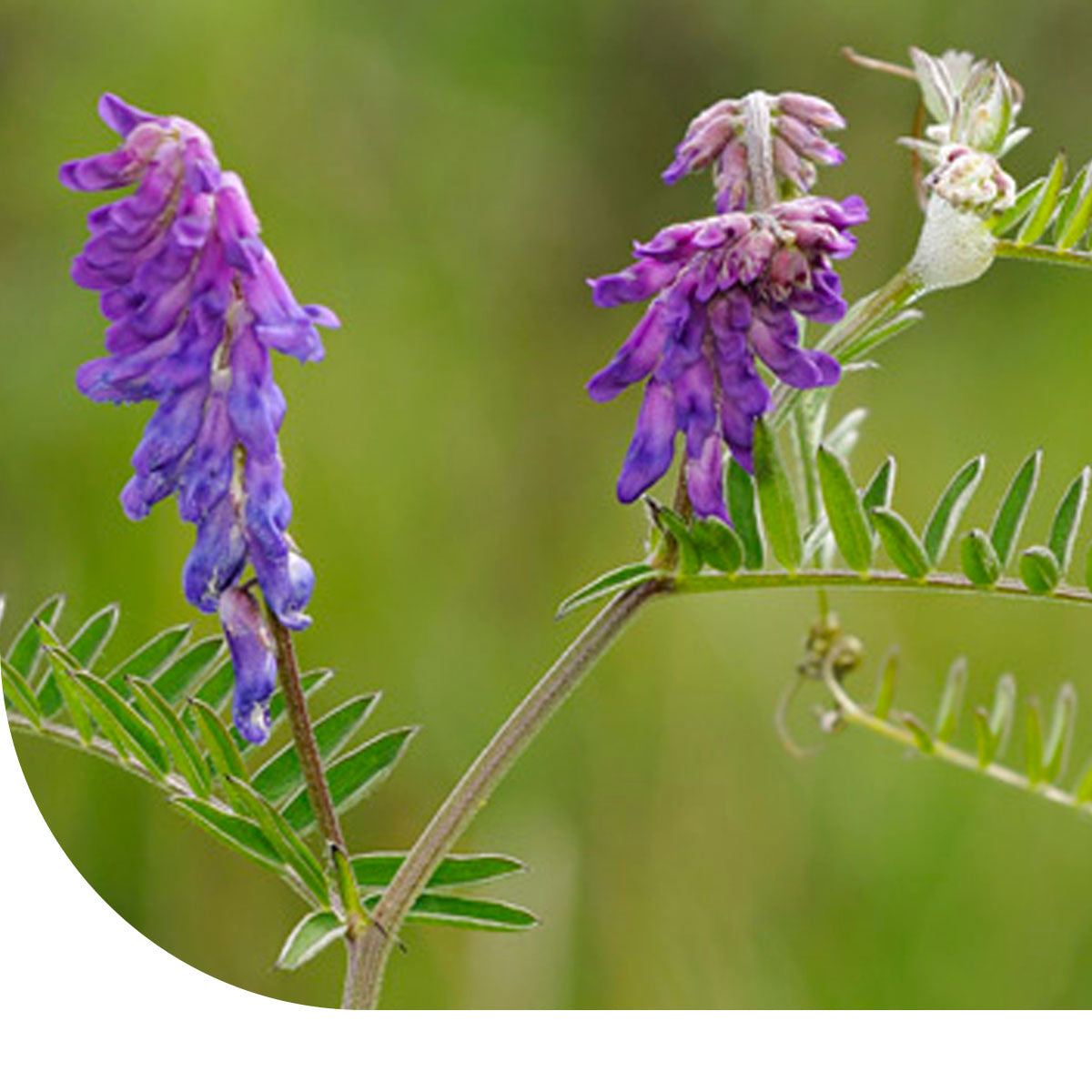 MRS Seeds & Mixtures Zomerwikke - Vicia sativa