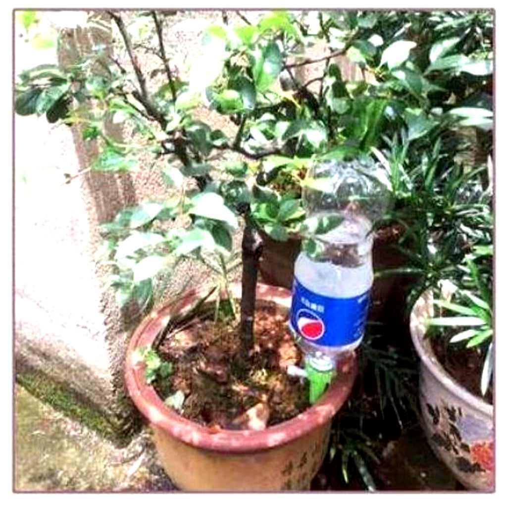 Automatic Watering Cones with Adjustable Drip Rate for Houseplants and Flower Pots During Holidays | Sansoti
