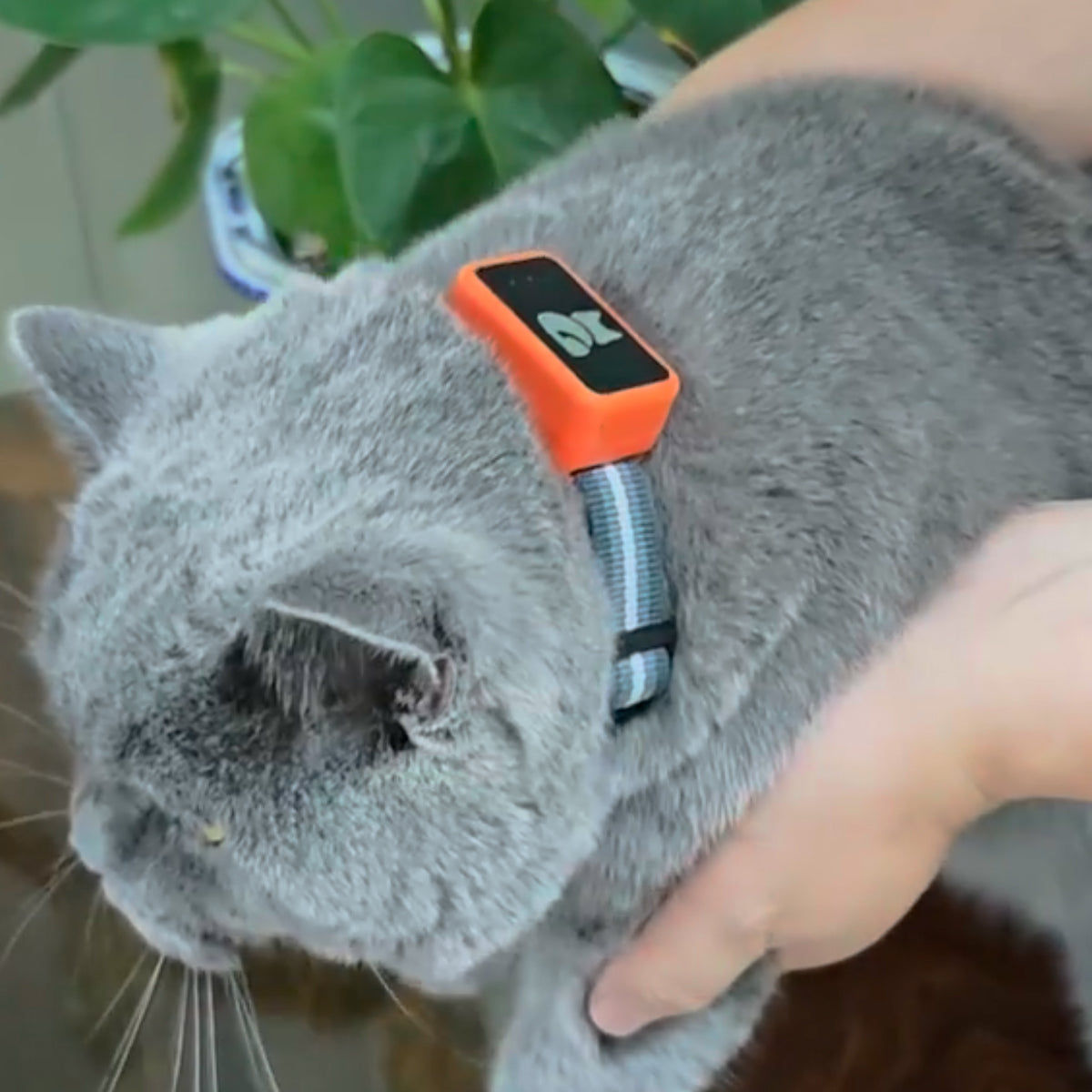 GPS Tracker for Cats and Dogs - Location Tracker with Health Monitoring and Activity Tracking - Includes Collar | Sansoti