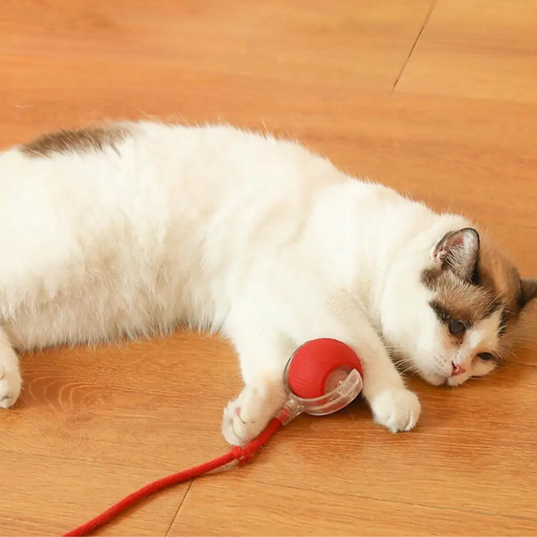 Interactive Cat Roller Toy Rechargeable via USB with Moving Tail, Prey Imitation for Active Play Cats | Sansoti