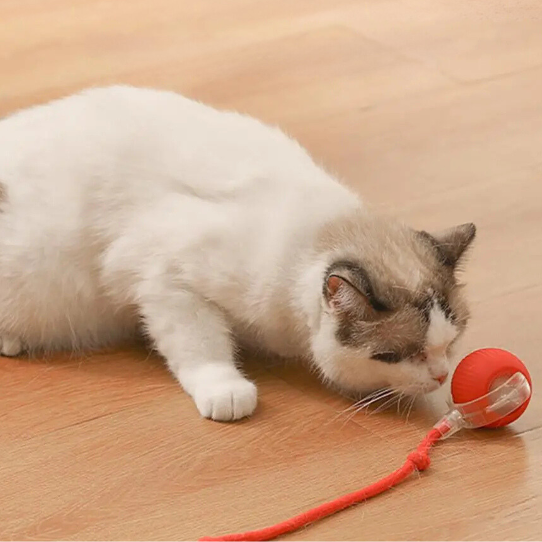 Interactive Cat Roller Toy Rechargeable via USB with Moving Tail, Prey Imitation for Active Play Cats | Sansoti