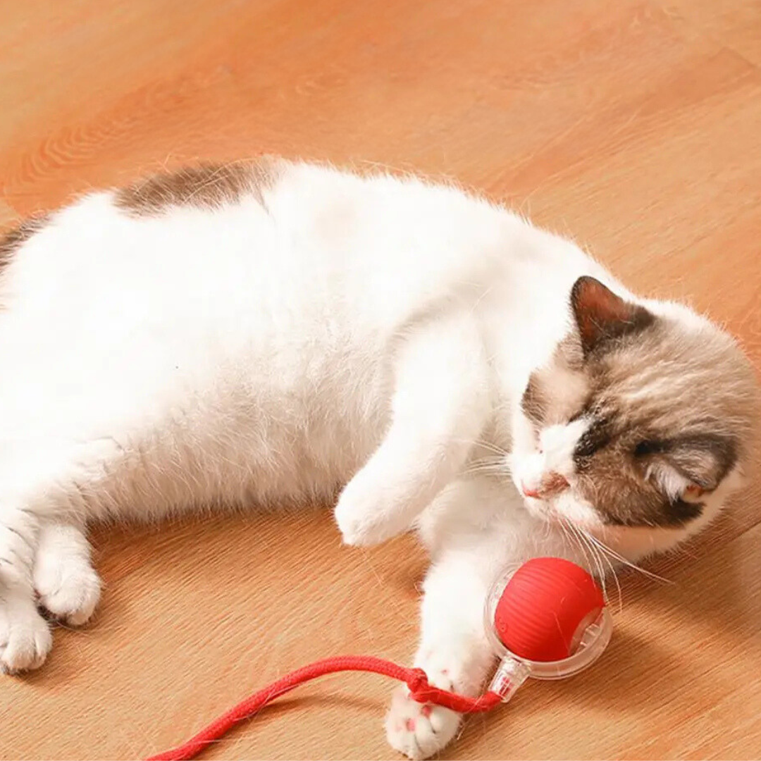 Interactive Cat Roller Toy Rechargeable via USB with Moving Tail, Prey Imitation for Active Play Cats | Sansoti